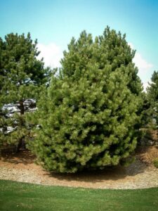 Сосна Чёрная (Pinus Nigra) купить по цене от 270.00р. в интернет-магазине «Посадика» с доставкой почтой в в Кораблиное и по всей России – [изображение №1].