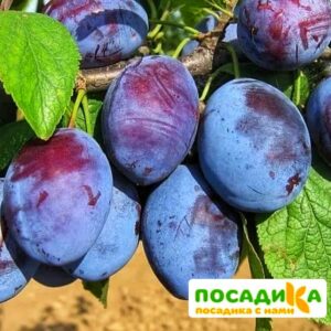 Слива Чачакская ранняя купить по цене от 229.00р. в интернет-магазине «Посадика» с доставкой почтой в в Кораблиное и по всей России – [изображение №1].