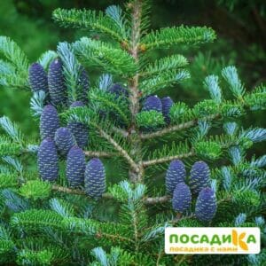 Пихта корейская (Abies koreana) купить по цене от 450.00р. в интернет-магазине «Посадика» с доставкой почтой в в Кораблиное и по всей России – [изображение №1].