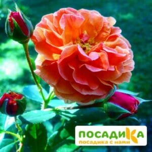 Роза Арабия купить по цене от 350.00р. в интернет-магазине «Посадика» с доставкой почтой в в Кораблиное и по всей России – [изображение №1].