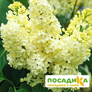 Сирень Примроуз (Primrose) купить по цене от 529.00р. в интернет-магазине «Посадика» с доставкой почтой в в Кораблиное и по всей России – [изображение №1].