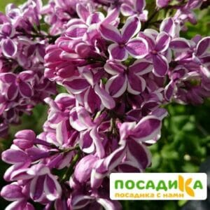 Сирень Сенсация купить по цене от 529.00р. в интернет-магазине «Посадика» с доставкой почтой в в Кораблиное и по всей России – [изображение №1].