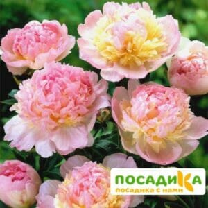 Пион Распберри Сандей (Paeonia Raspberry Sundae) купить по цене от 959р. в интернет-магазине «Посадика» с доставкой почтой в в Кораблиное и по всей России – [изображение №1].