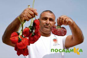 Клубника Гигант Джорнея купить по цене от 266р. в интернет-магазине «Посадика» с доставкой почтой в в Кораблиное и по всей России – [изображение №1].