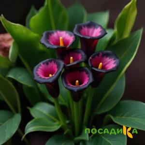 Калла Аура Лейс купить по цене от 400р. в интернет-магазине «Посадика» с доставкой почтой в в Кораблиное и по всей России – [изображение №1].