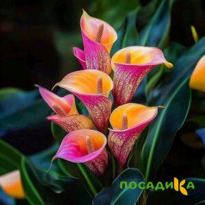 Калла Оникс купить по цене от 450р. в интернет-магазине «Посадика» с доставкой почтой в в Кораблиное и по всей России – [изображение №1].