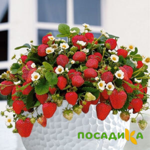 Клубника Рубиновый Шепот (горшечная) купить по цене от 240р. в интернет-магазине «Посадика» с доставкой почтой в в Кораблиное и по всей России – [изображение №1].