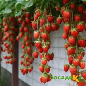 Клубника вьющаяся Комплимент купить по цене от 470р. в интернет-магазине «Посадика» с доставкой почтой в в Кораблиное и по всей России – [изображение №1].