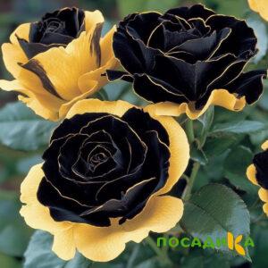 Роза Ханни Сикл купить по цене от 700р. в интернет-магазине «Посадика» с доставкой почтой в в Кораблиное и по всей России – [изображение №1].