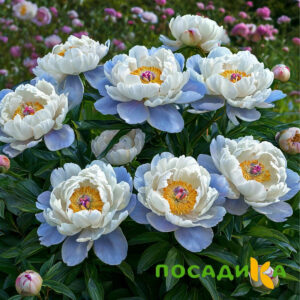Пион акварельный Этюд купить по цене от 806р. в интернет-магазине «Посадика» с доставкой почтой в в Кораблиное и по всей России – [изображение №1].