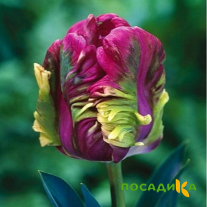 Тюльпан Экзотик Хэвен купить по цене от 186р. в интернет-магазине «Посадика» с доставкой почтой в в Кораблиное и по всей России – [изображение №1].