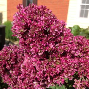 Флокс Филингс купить по цене от 329р. в интернет-магазине «Посадика» с доставкой почтой в в Кораблиное и по всей России – [изображение №1].