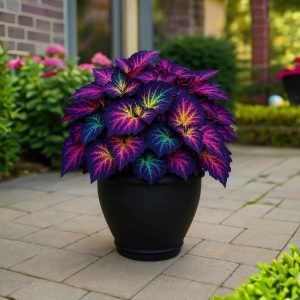 Хоста Фрости Блю купить по цене от 389р. в интернет-магазине «Посадика» с доставкой почтой в в Кораблиное и по всей России – [изображение №1].