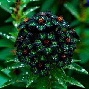 Флокс Ривьера купить по цене от 299р. в интернет-магазине «Посадика» с доставкой почтой в в Кораблиное и по всей России – [изображение №1].