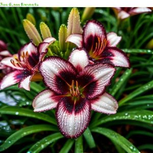 Лилейник Крим Сикл купить по цене от 799р. в интернет-магазине «Посадика» с доставкой почтой в в Кораблиное и по всей России – [изображение №1].