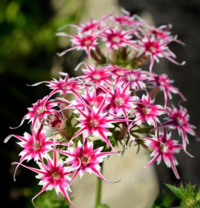 Флокс Метельчатый Путь купить по цене от 456р. в интернет-магазине «Посадика» с доставкой почтой в в Кораблиное и по всей России – [изображение №1].