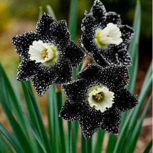 Нарцисс Кассата купить по цене от 372р. в интернет-магазине «Посадика» с доставкой почтой в в Кораблиное и по всей России – [изображение №1].