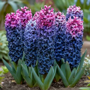 Гиацинт Блю Спринг купить по цене от 2099р. в интернет-магазине «Посадика» с доставкой почтой в в Кораблиное и по всей России – [изображение №1].