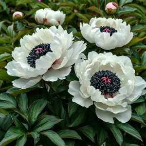 Пион Инк Эн купить по цене от 429р. в интернет-магазине «Посадика» с доставкой почтой в в Кораблиное и по всей России – [изображение №1].