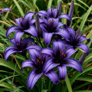 Лилейник Блю Айрис купить по цене от 324р. в интернет-магазине «Посадика» с доставкой почтой в в Кораблиное и по всей России – [изображение №1].