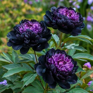 Пион Свэнс Даун купить по цене от 610р. в интернет-магазине «Посадика» с доставкой почтой в в Кораблиное и по всей России – [изображение №1].