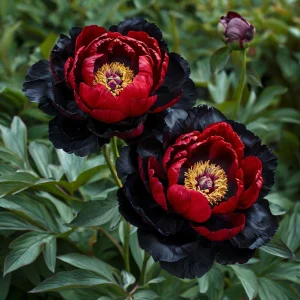 Пион Эбеновый Рубин купить по цене от 419р. в интернет-магазине «Посадика» с доставкой почтой в в Кораблиное и по всей России – [изображение №1].