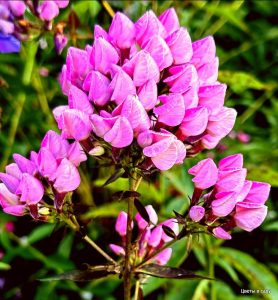 Флокс Бутоник купить по цене от 461р. в интернет-магазине «Посадика» с доставкой почтой в в Кораблиное и по всей России – [изображение №1].