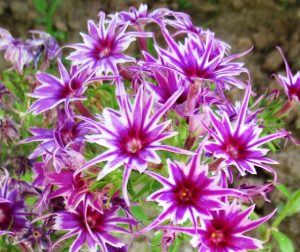 Флокс Звездное Кружево купить по цене от 361р. в интернет-магазине «Посадика» с доставкой почтой в в Кораблиное и по всей России – [изображение №1].