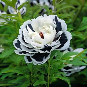 Пион Монохромный Шик купить по цене от 429р. в интернет-магазине «Посадика» с доставкой почтой в в Кораблиное и по всей России – [изображение №1].