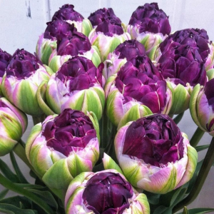 Тюльпан Анаконда купить по цене от 450р. в интернет-магазине «Посадика» с доставкой почтой в в Кораблиное и по всей России – [изображение №1].