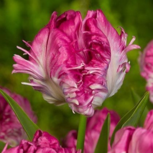 Тюльпан махровый Кул Кристал купить по цене от 400р. в интернет-магазине «Посадика» с доставкой почтой в в Кораблиное и по всей России – [изображение №1].