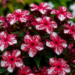 Флокс Ливер Гриммер купить по цене от 590р. в интернет-магазине «Посадика» с доставкой почтой в в Кораблиное и по всей России – [изображение №1].