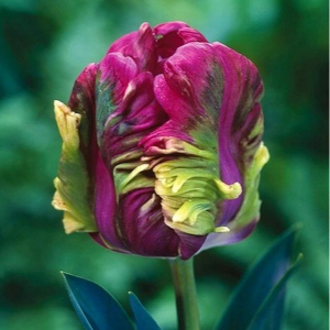 Тюльпан Экзотик Хэвен купить по цене от 186р. в интернет-магазине «Посадика» с доставкой почтой в в Кораблиное и по всей России – [изображение №1].