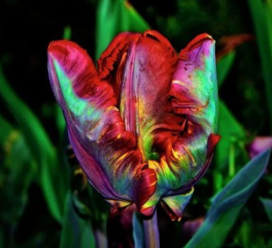 Тюльпан Эирпрайз купить по цене от 270р. в интернет-магазине «Посадика» с доставкой почтой в в Кораблиное и по всей России – [изображение №1].